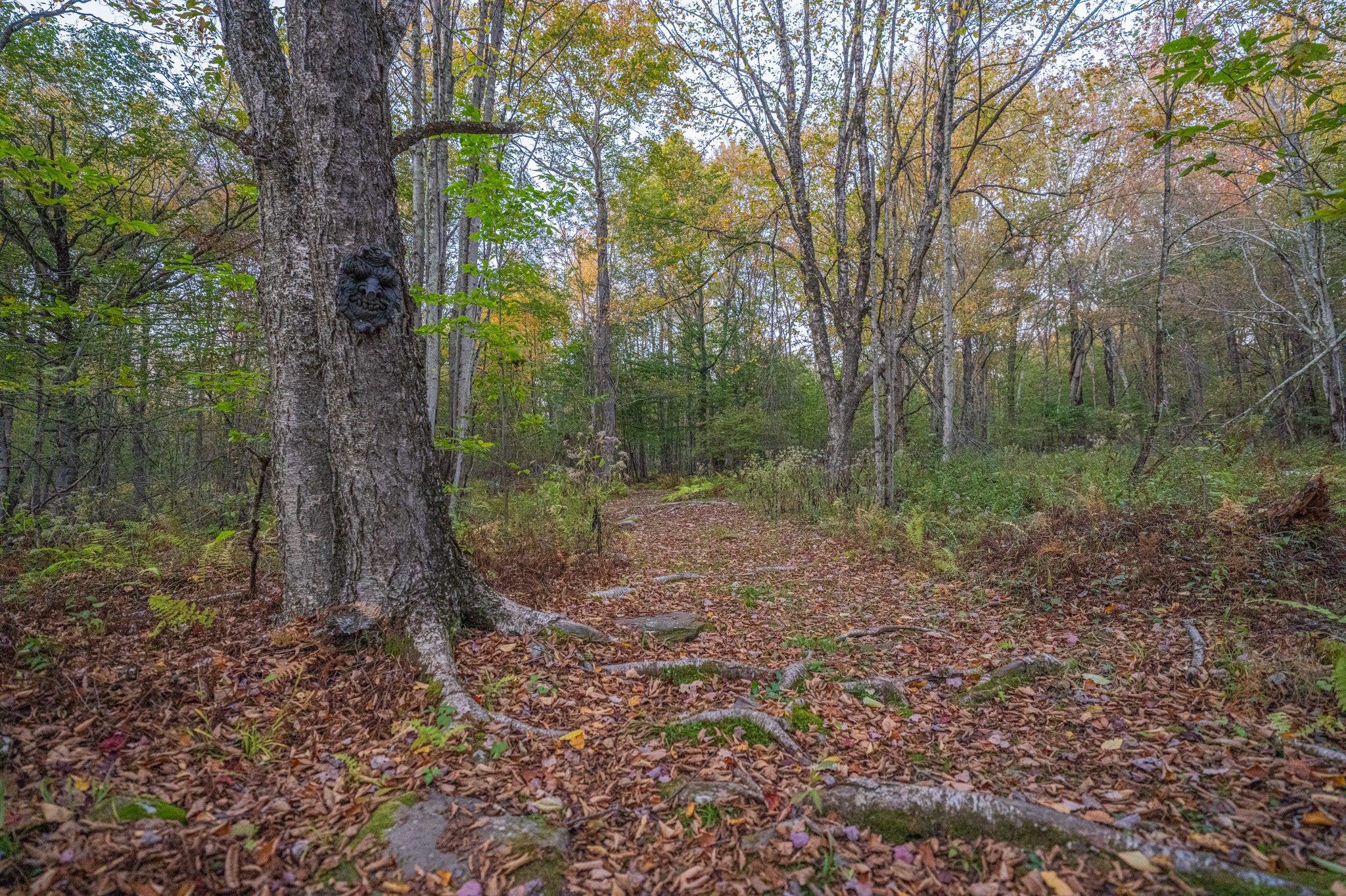 Hilltop Enchanted Trails — wooden park bench beside the trail
